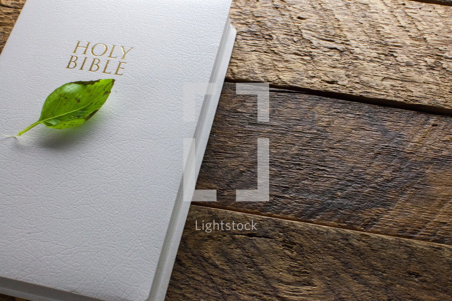 A green leaf on a white Bible on a wooden table.