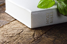 sprout on top of a Bible 