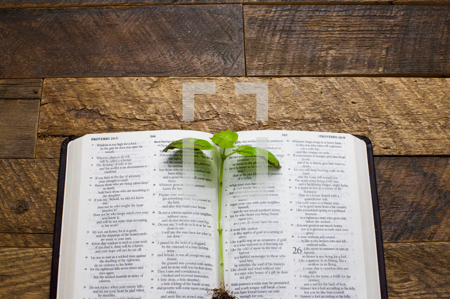 A green stem of leaves on an open Bible.