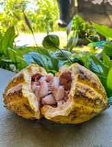 Ripe cocoa fruit. The cocoa beans are extracted from them and then toasted., 
