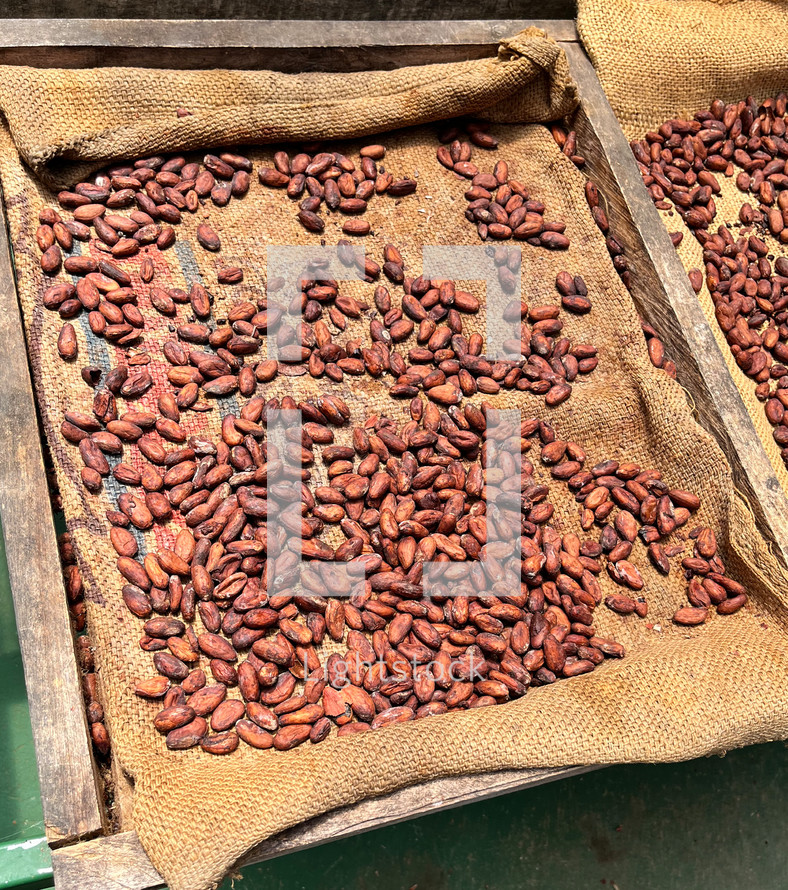 Roasted cocoa beans ready for making chocolate, Costa Rica.