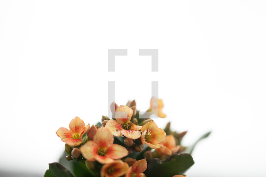 flowers on a plant against a white background 