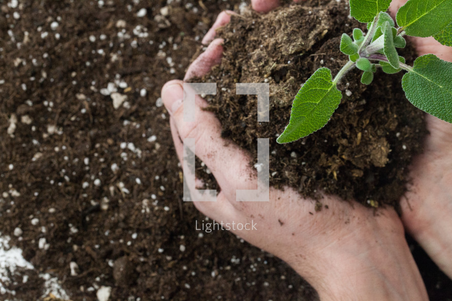 hands holding a plant and soil 