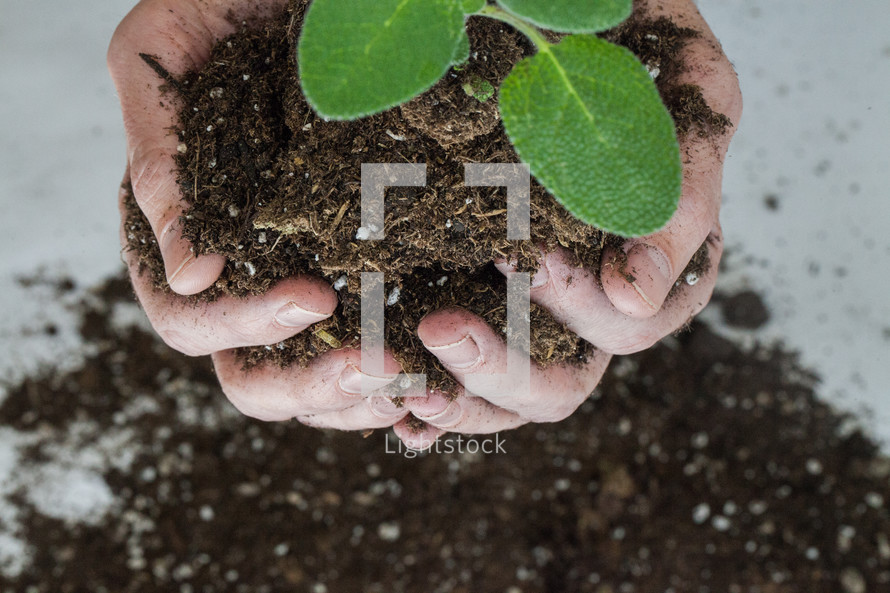 hands holding a plant and soil 