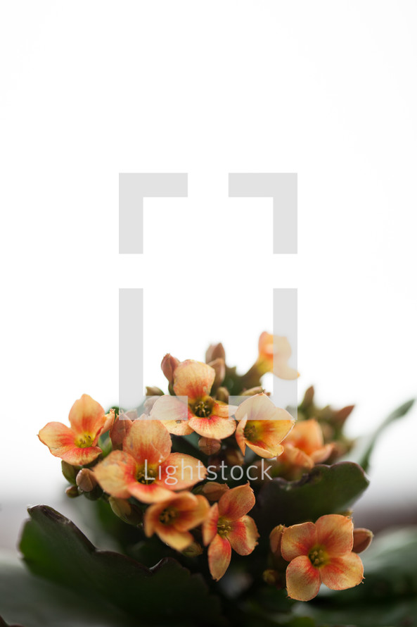 flowers on a plant against a white background 