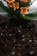 flower in potting soil 