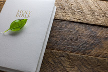 A green leaf on a white Bible on a wooden table.