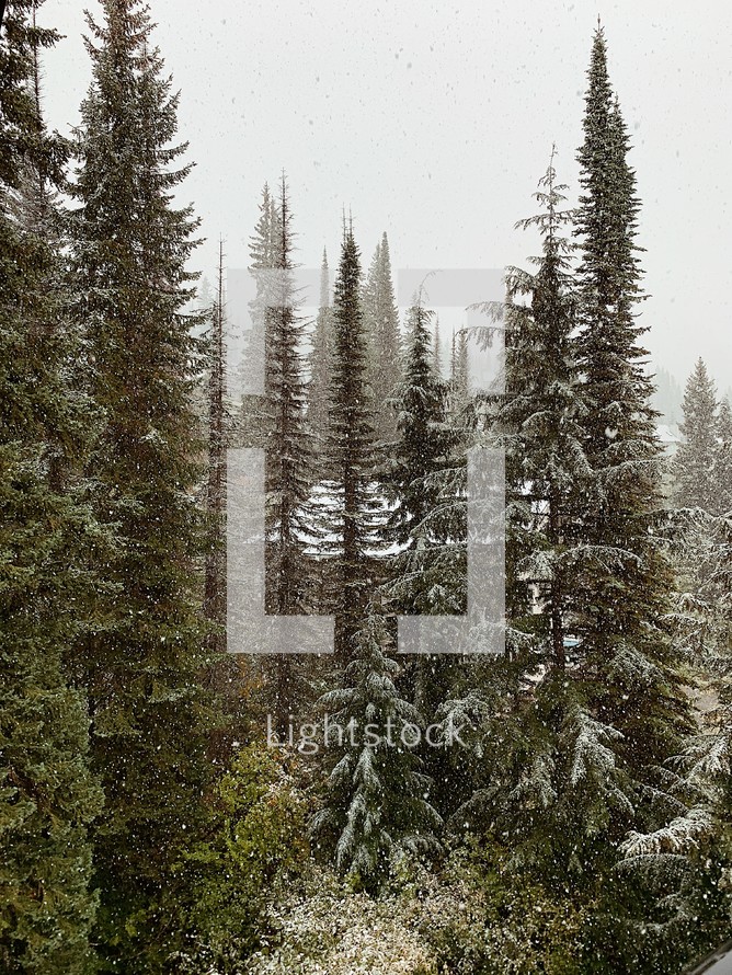 snow in an evergreen forest 
