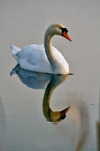 swan on a pond