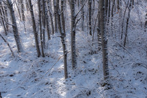 fresh snow in a forest 