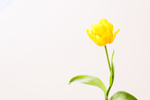 yellow tulip against a white background 