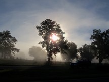 Morning Fog through the trees lights up the morning sky as cattle graze on a hill dwarfed by sunlight, fog and trees.  