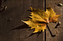 autumn leaf on wood 