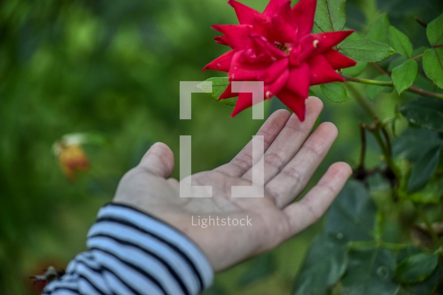 a girl touching a red rose 