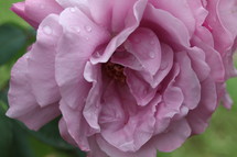 wet pink rose 