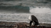 Magellanic Penguin Cleaning And Grooming Itself With Its Beak In Isla Martillo, Tierra del Fuego, Argentina - Wide Shot