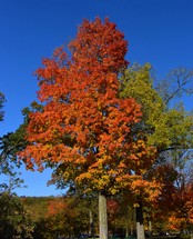 Bright orange fall tree
