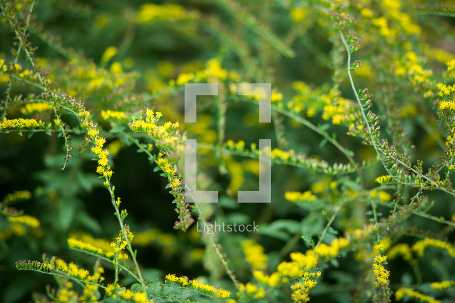 Stems of small yellow flowers.