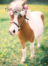 crown of flowers on a pony 
