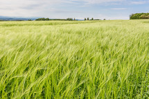 green cornfield in France 