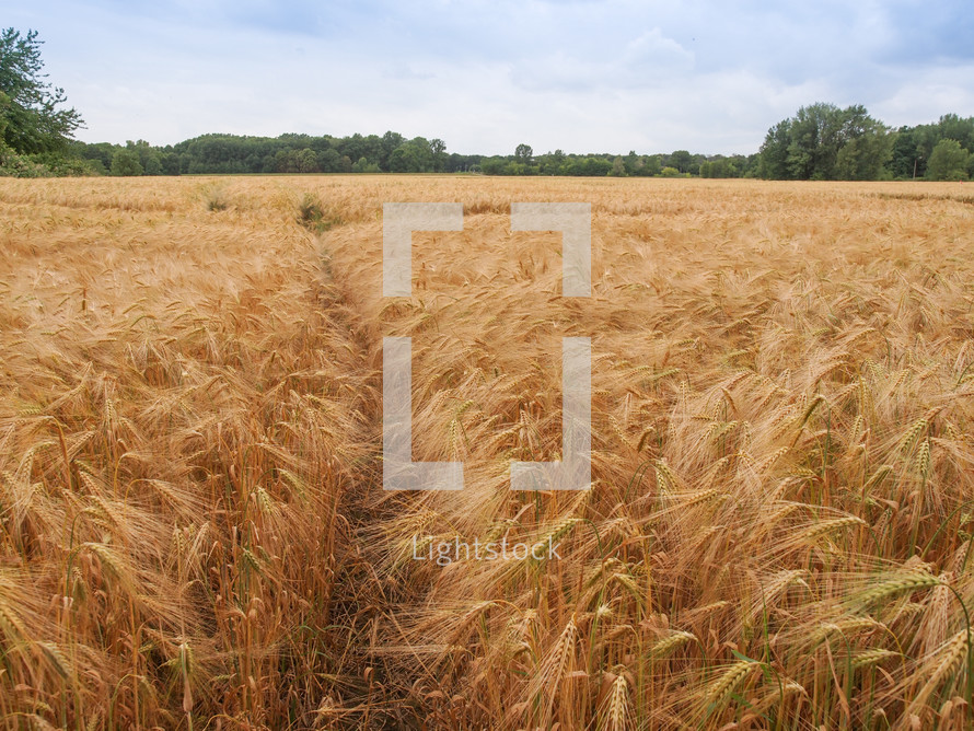Barley corn field 