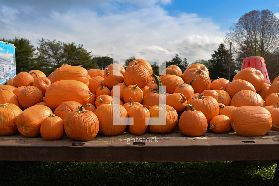 pumpkins on a truck bed 