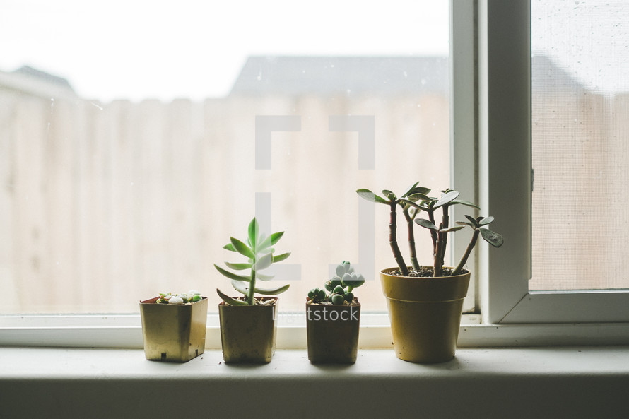 succulent plants in a window sill 