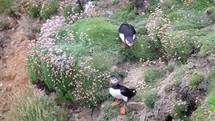 Atlantic Puffin Sliding Down a Cliff and Flying Away, Ireland

