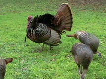 A group of Turkeys including a male and several females grazing together in a large group. 