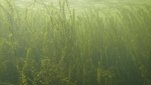 Canadian Elodea Waterweed Growing Underwater in a Pond, County Wicklow, Ireland