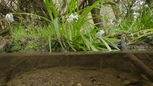 Garlic Flowers by a Moving Stream, Bog Meadow, Enniskerry, County Wicklow, Ireland