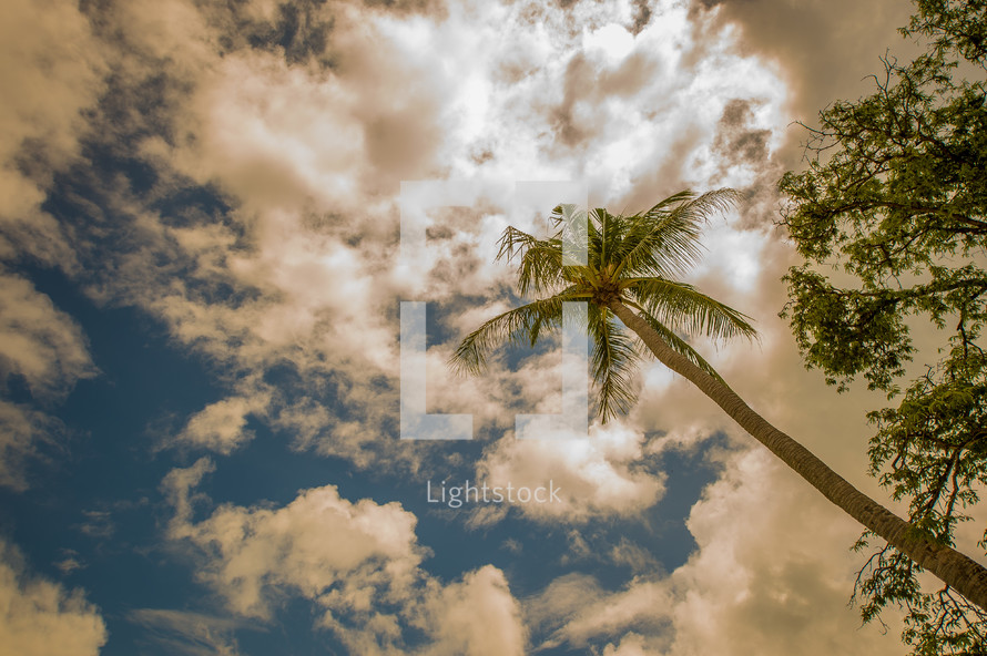 palm tree and blue sky and white clouds 