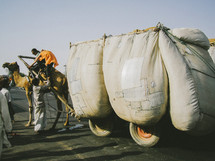 camel pulling a large load