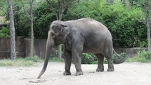 Elephant walking.