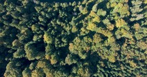 Dense Forest Woods By The Shore Of Serene Lake During Autumn Season. Aerial Drone