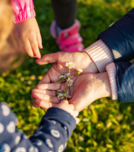 Little girls collecting small daisies for mom 