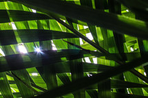 sunlight shining through palm leaves 