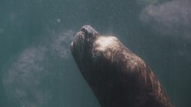 Slow motion tracking shot of wild sea lion emerging on water surface during sunny day	
