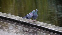 Two Rock Doves / Pigeons in Love, Courting with Pecks on the Beak, County Dublin, Ireland