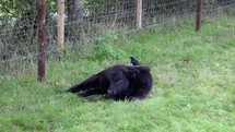 Cheeky Magpie Walking on Calf Lying Down, County Dublin, Ireland
