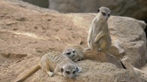 Three meerkats with one being on the alert