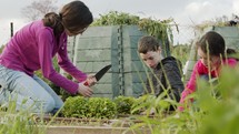 Children working in an organic farm, weeding and watering vegetables