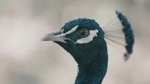 Close Up Portrait Of An Indian Peacock (Pavo Cristatus). Selective Focus Shot	