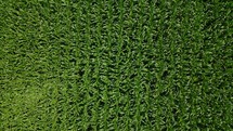 Aerial shot of a corn field ready for harvest