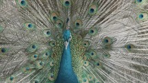 Close Up Of A Peacock (Male Peafowl) Displaying Its Train.	