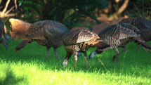Female turkeys 