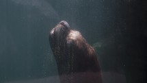 Slow motion shot of wild Sea Lion surface in water pool during sunny day at zoo,close up	