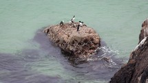 Guillemot Flying off Rock and Swimming in Sea with Other Guillemots and Razorbills, Ireland
