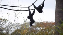 Two Siamang Gibbons Hooting While Swinging from Ropes
