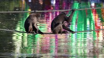 Macaque Monkey Picking Leaf Out of Pond While Hanging from Rope
